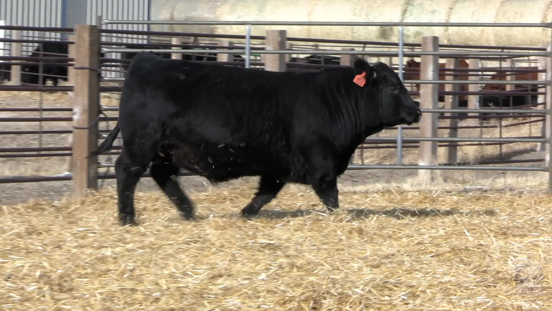Lot 36 Bear Mountain Angus '22.mp4 on Vimeo