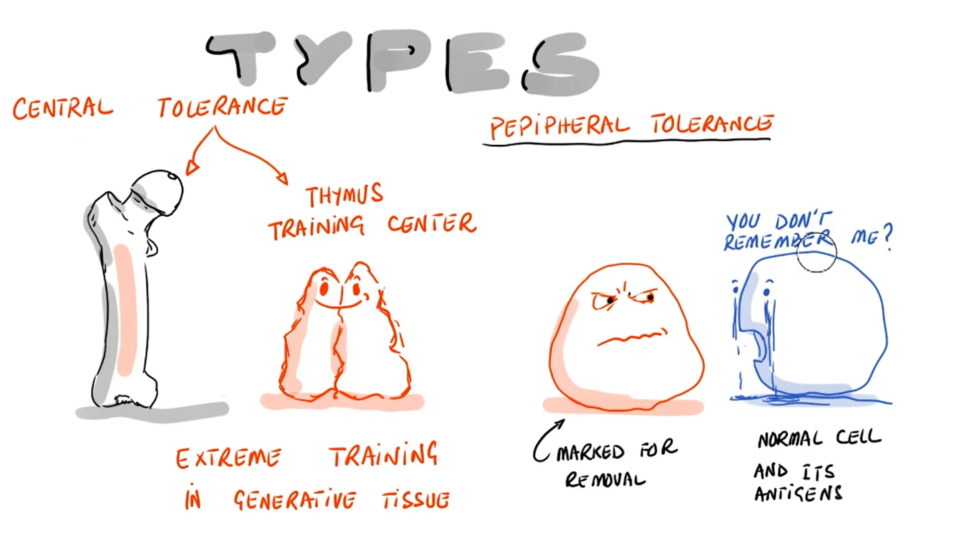 Self Tolerance and Microbe Triggered Autoimmunity (T Cell Focus)