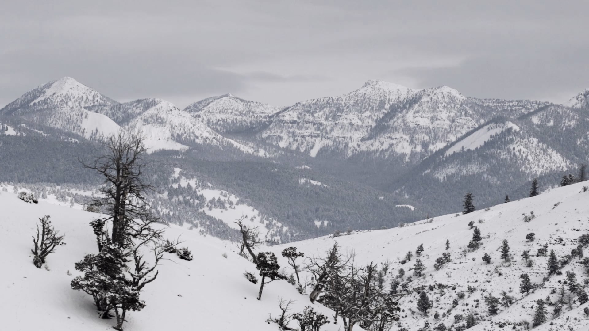 a hazy shade of winter