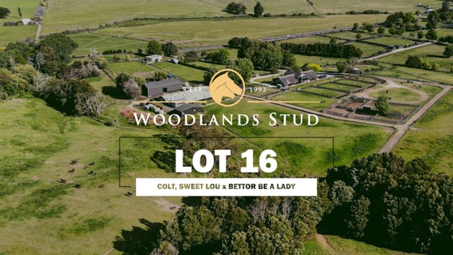 Lot 16