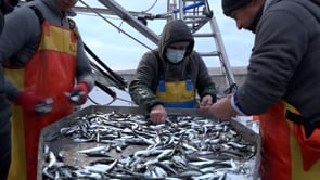 Les teranyines tornen en mar després d'un mes de veda