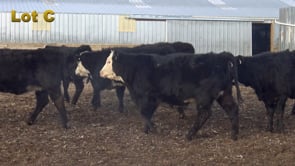 Lot #C - HAGEN F1 OPEN BALDY HEIFERS