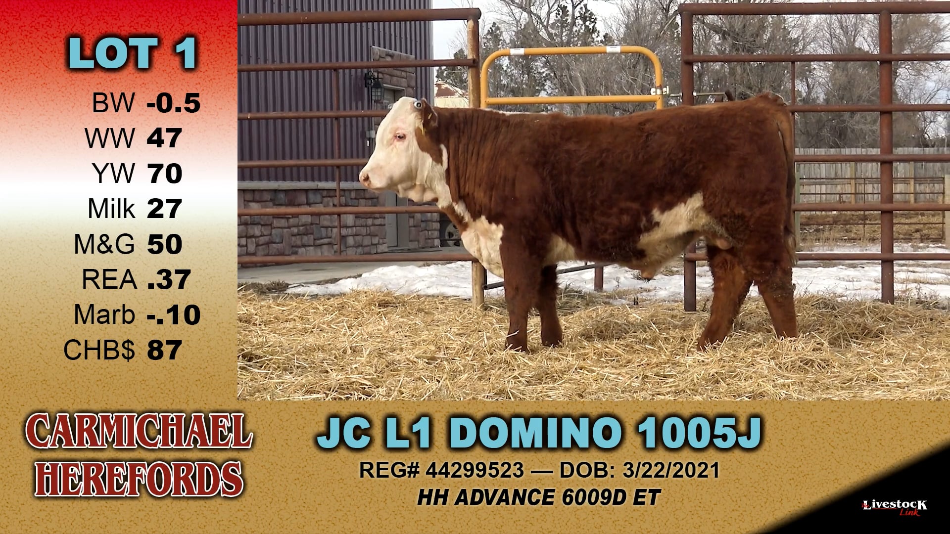Carmichael Herefords - Lot 1