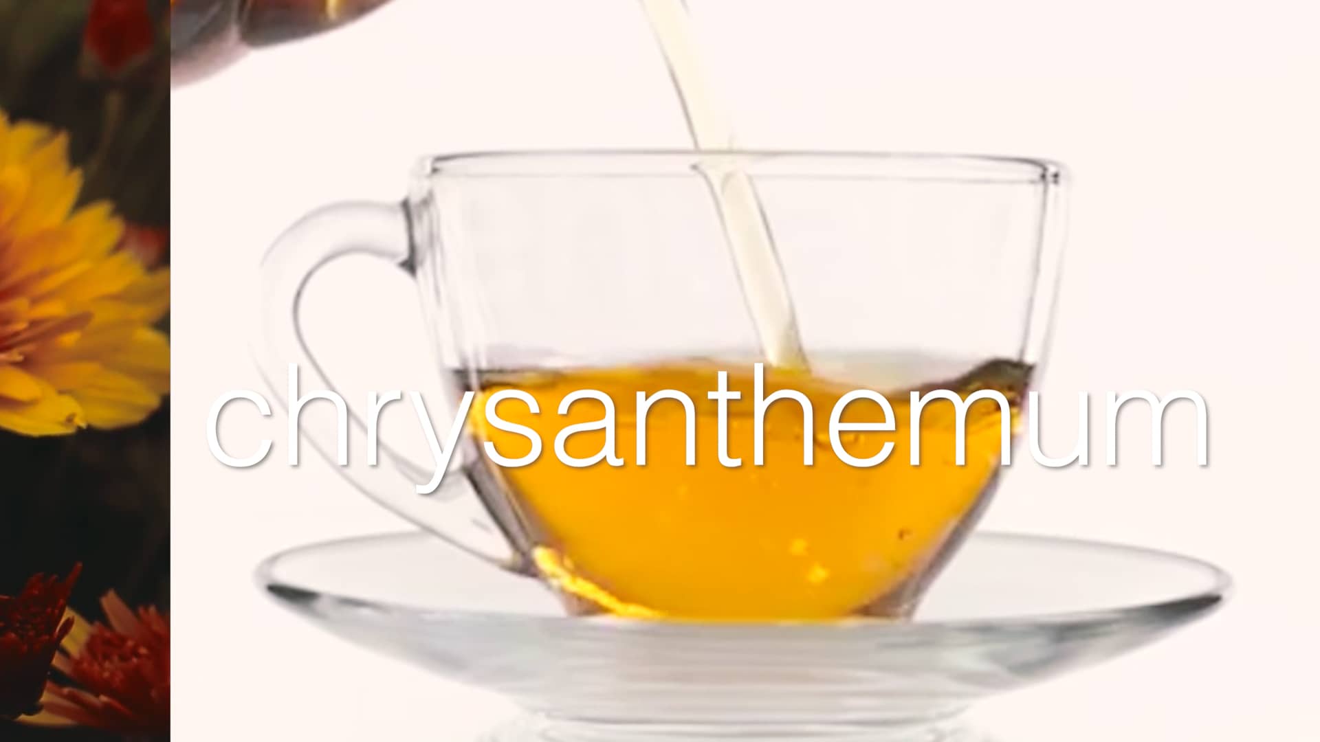 Top Benefits of Chrysanthemum on Vimeo