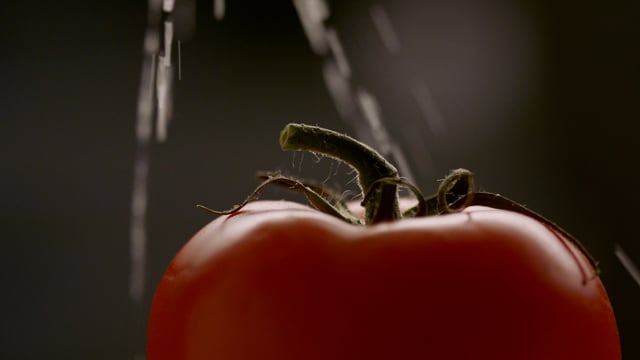 Water pouring on a juicy organic tomato.