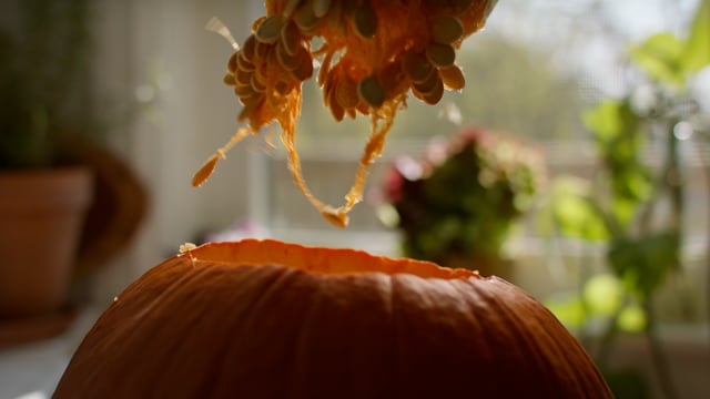 Beginning to carve a plump, orange pumpkin. 
