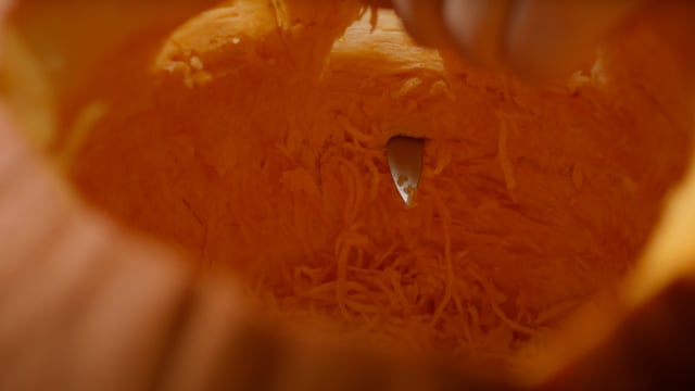 Inside a hollowed out pumpkin as it is carved for Halloween. 