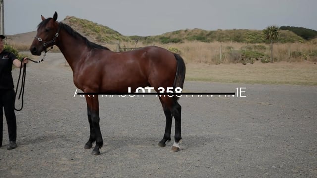 Lot 358