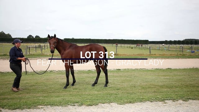 Lot 313
