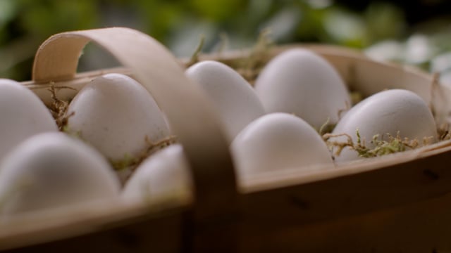Basket of farm fresh eggs. National egg day. 