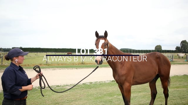 Lot 381