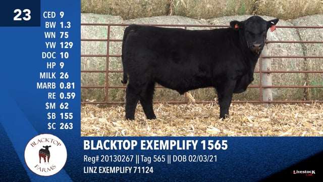 Lot #23 - BLACKTOP EXEMPLIFY 1565