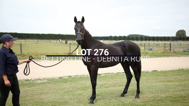 Lot 276