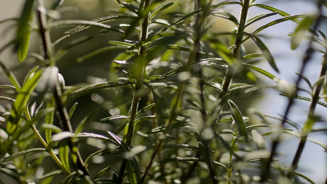 Rosemary herbs in a summer garden. 