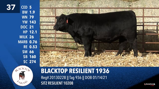 Lot #37 - BLACKTOP RESILIENT 1936