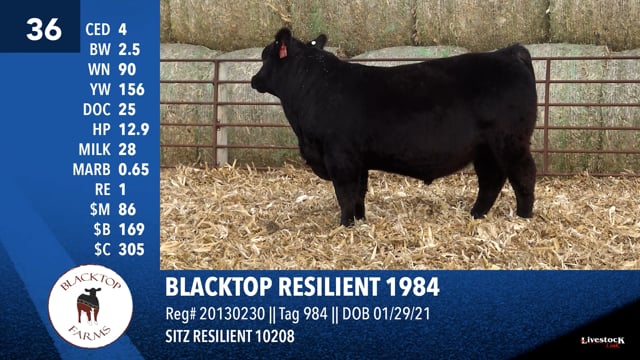 Lot #36 - BLACKTOP RESILIENT 1984
