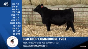 Lot #45 - BLACKTOP COMMODORE 1903
