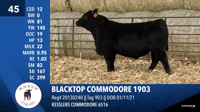 Lot #45 - BLACKTOP COMMODORE 1903