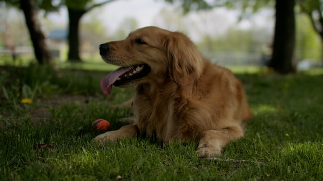 Tired golden retriever dog resting on the green grass in a sunny park outdoors.