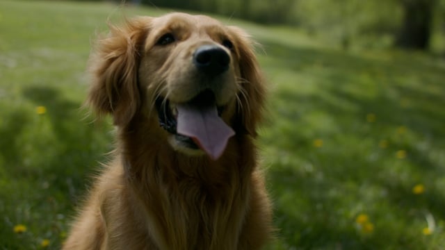 Golden retriever dog sitting and listening to a command. Green grass, a sunny park outdoors