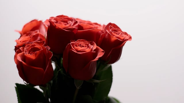 Mothers day bouquet of Red Roses on white background. Static Shot. 