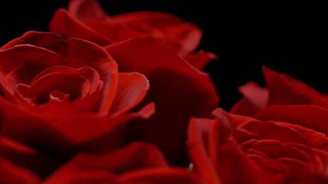 Bouquet of roses against black background. Close-up with camera movement. Download preview for free. Footage in 4K and HD.