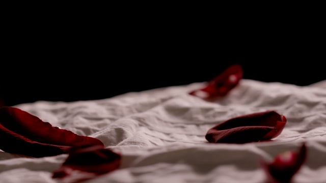 Rose petals falling on white bed at 120fps, wide shot. Camera tracks along top of bed. 
