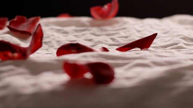Rose petals falling on white bed at 120fps, wide shot. Camera tracks along top of bed. 