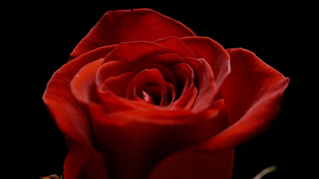 Close-up of Rose on black background. 