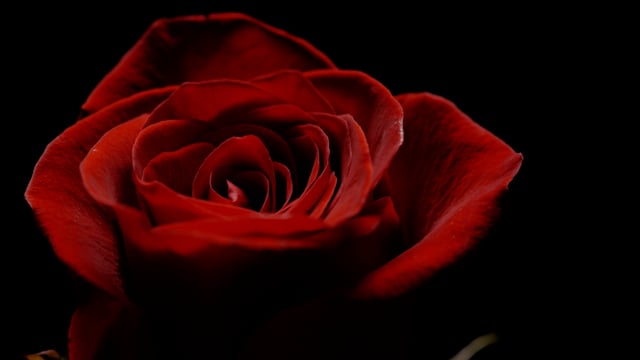 Close-up of Rose on black background. 