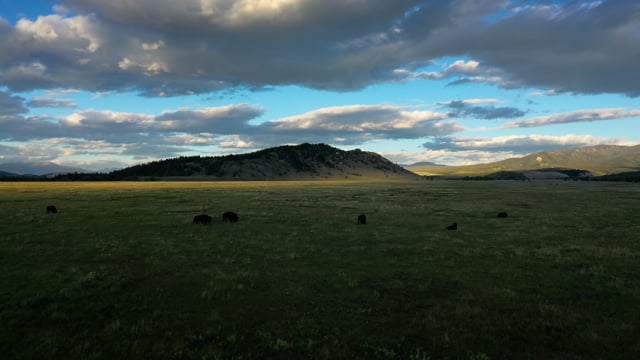 Wild buffalo roaming in idyllic surroundings of Wyoming. Beautiful nature footage. 