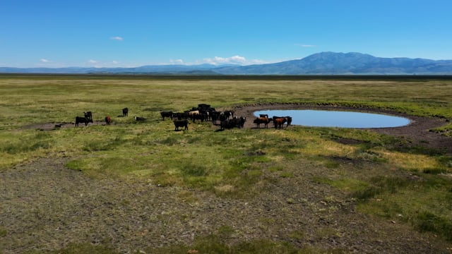 Cows roaming in idyllic surroundings. Beautiful nature footage. 