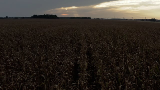 Heartland crops. Rustic and natural fields of corn. American images. 
