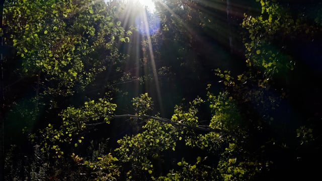 Sunlight breaks through the forest leaves. Light stipples across the ground. Shot in 4k. 