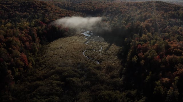 A river running through the changing leaves during the autumn season. Natural forests and beautiful nature.