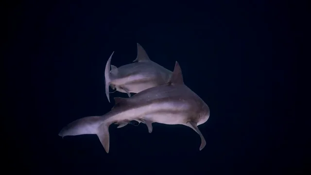 StevieVu  VR Developer: 3D Stylized Shark Blender Sculpt