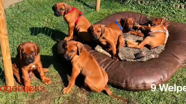 Ridgeback 9 Puppy Trail