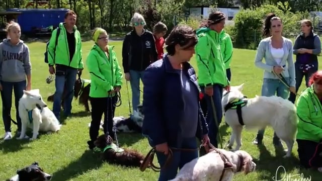 Helicopter Flight with dogs