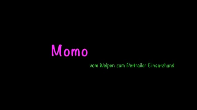 Momo vom Welpen zum Einsatzhund