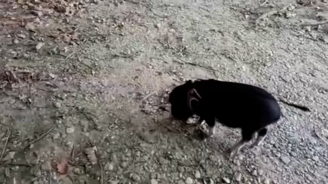 Pauli - das trailende Minischwein