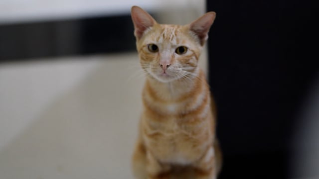 Cat, Bisexual Cat, Vietnam. Free Stock Video - Pixabay