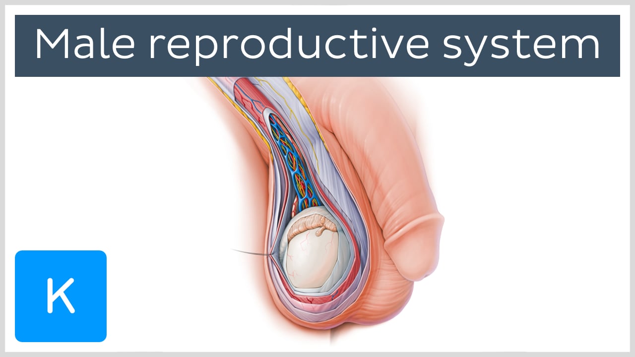 Male Reproductive Organs: Anatomy And Function | Kenhub