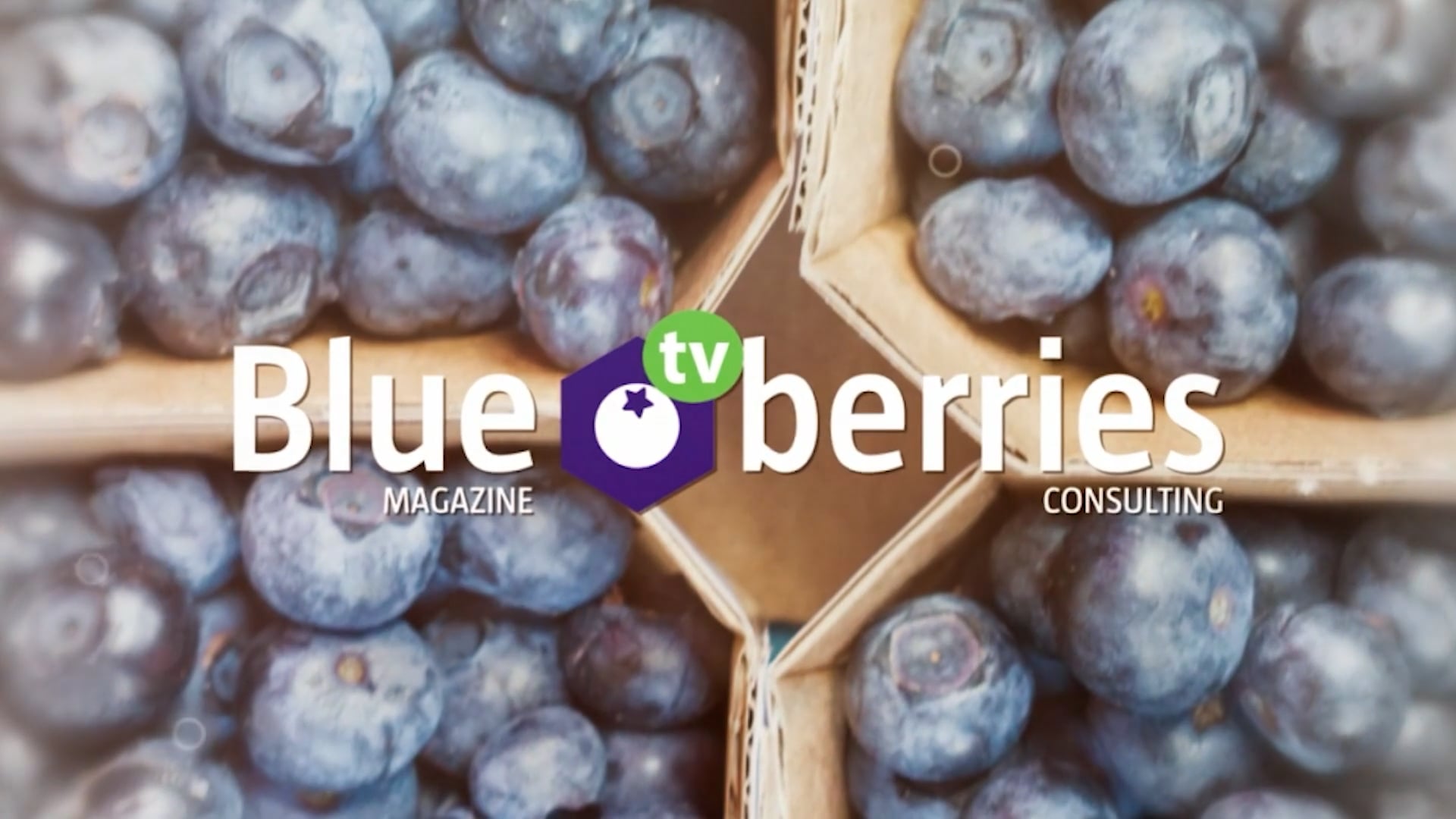 BLUEBERRIES CONSULTING GUADALAJARA 2021