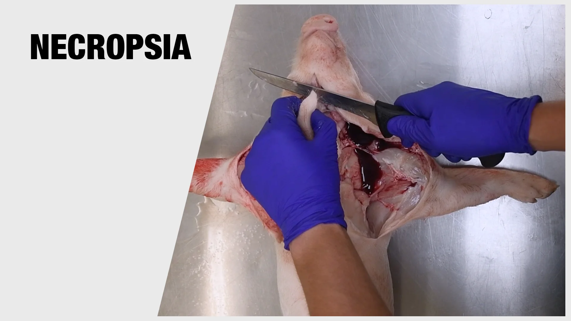 Necropsy, image size:1920x1080