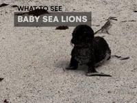 Galapagos - Baby Sealions