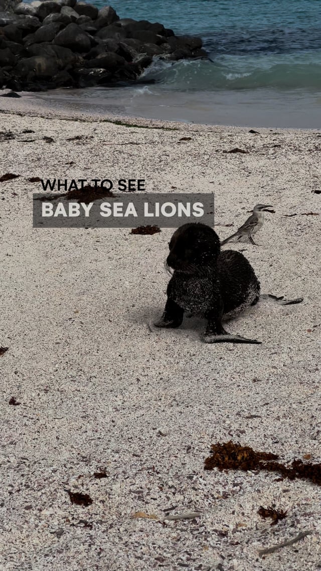 Galapagos - Baby Sealions