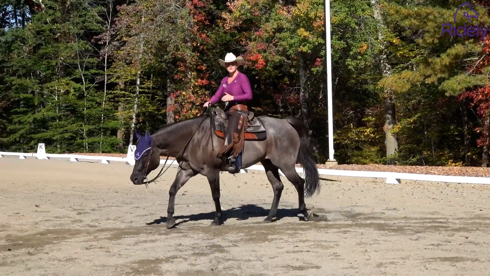 Walk is Queen of All Gaits | Ridely