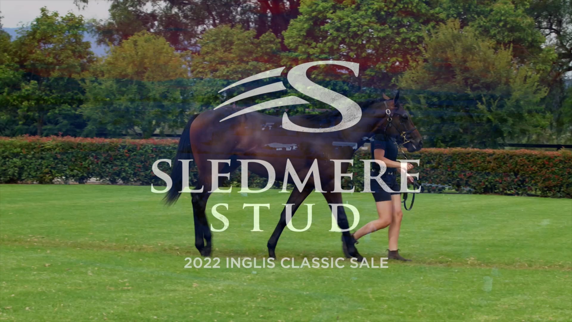 LOT 578 OCEAN PARK X GENIUS FILLY.mp4 on Vimeo