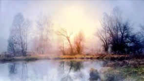 trees, pond, fog