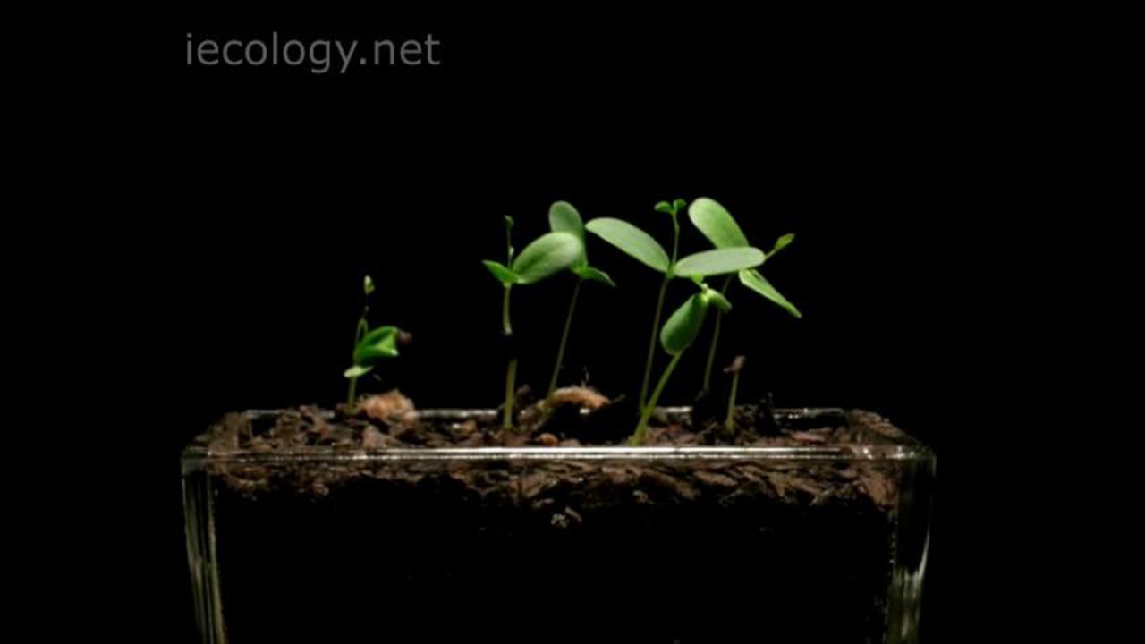 Time-lapse of black locust seedlings growing